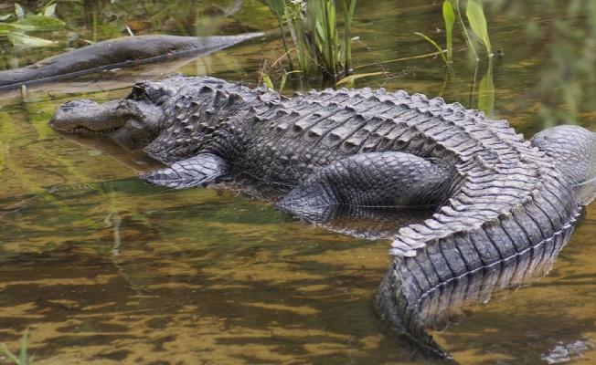 Bhitarkanika Wildlife Sanctuary